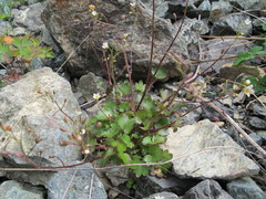 Romanzoffia sitchensis