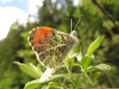 Anthocharis julia flora