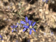 Eriastrum virgatum