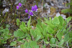Primula frigida