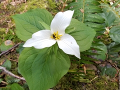 Trillium ovatum ovatum