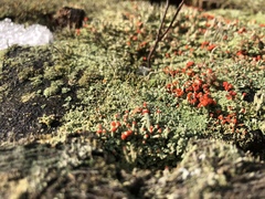 Cladonia incrassata