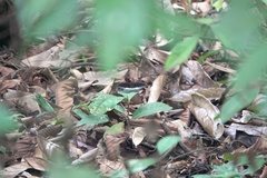 Lexias pardalis dirteana