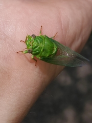 Okanagana viridis