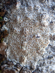 Lecanora kohu