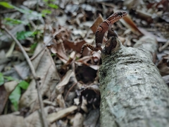 Cyrtodactylus srilekhae