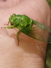 Okanagana viridis