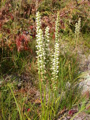 Spiranthes casei casei