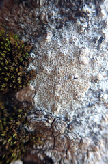 Lecanora kohu