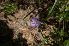Calochortus nudus