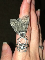 Prionoxystus macmurtrei