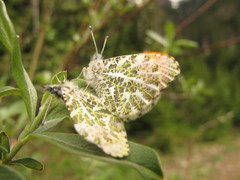 Anthocharis julia flora