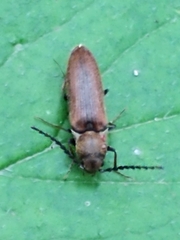 Campylomorphus serricornis