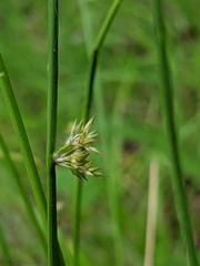 Juncus filiformis