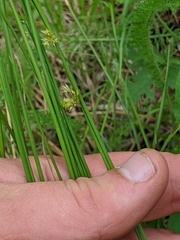 Juncus filiformis