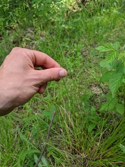 Juncus filiformis