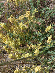 Astragalus collinus