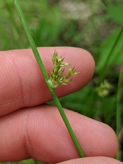 Juncus filiformis
