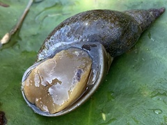 Lymnaea