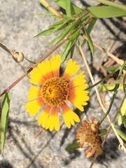 Helenium elegans