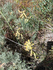 Astragalus collinus