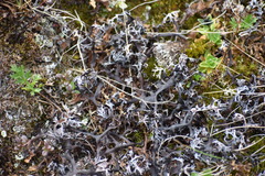 Masonhalea richardsonii