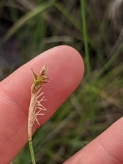 Carex exilis