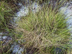 Carex exilis