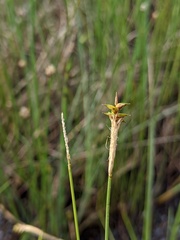 Carex exilis