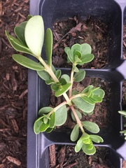 Portulaca umbraticola