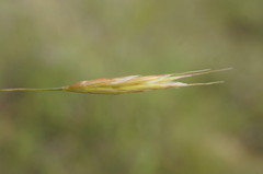 Bromus cappadocicus