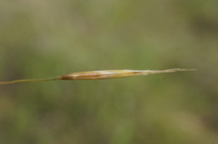 Bromus cappadocicus