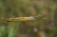 Bromus cappadocicus
