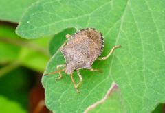 Euschistus conspersus