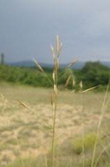 Bromus cappadocicus