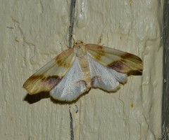 Plagodis phlogosaria