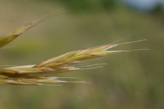 Bromus cappadocicus