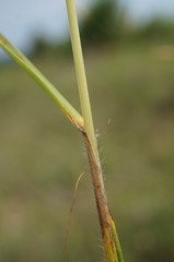 Bromus cappadocicus