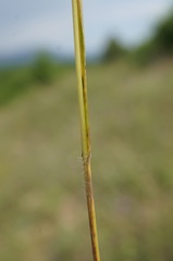 Bromus cappadocicus