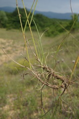 Bromus cappadocicus