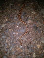 Phyllorhynchus decurtatus