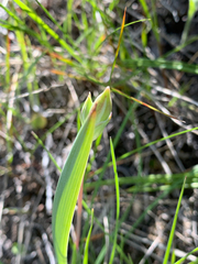 Calochortus lyallii