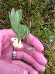 Lonicera villosa