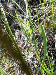 Calochortus lyallii