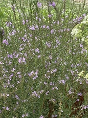 Lythrum californicum