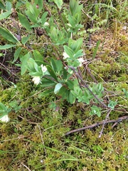Lonicera villosa