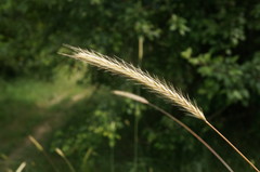 Hordeum bulbosum
