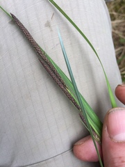 Carex stricta