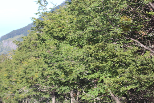 Antarctic Beech