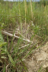 Galium elongatum